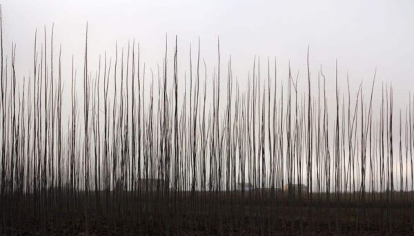 Veguellina de Orbigo 2018 LE