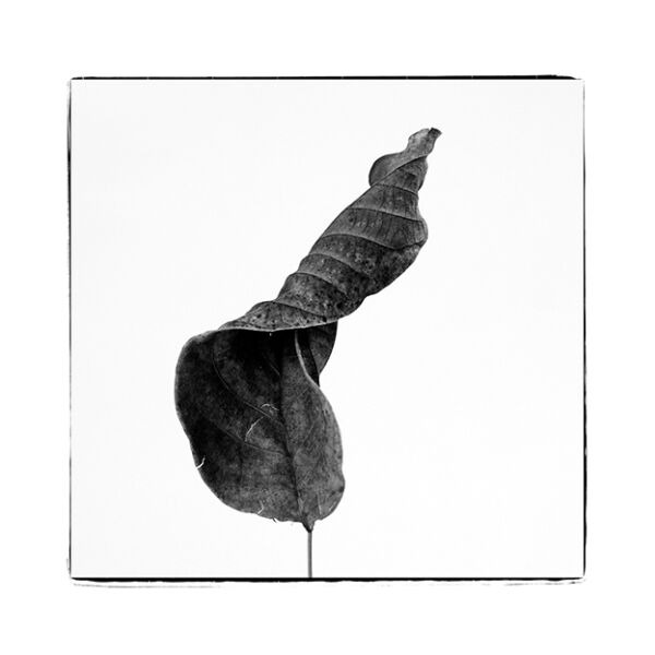 MIMESIS_herbarium-01_36X36cm