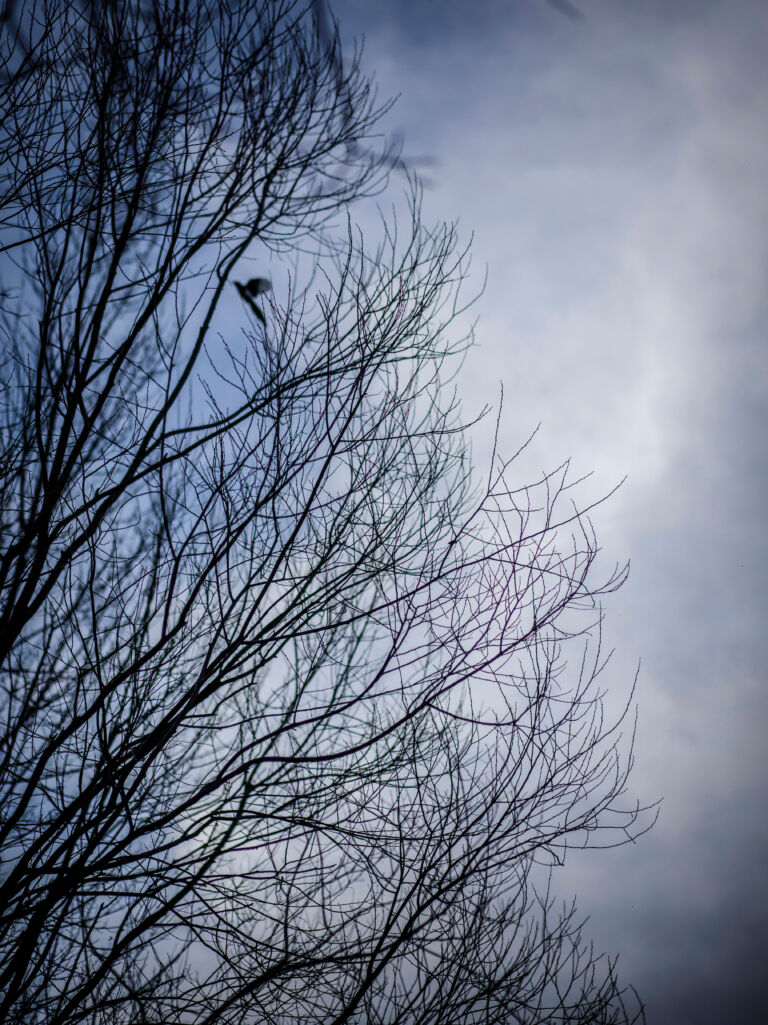 19_La belleza de la urraca