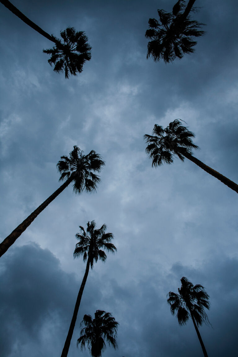 30_La belleza de los árboles