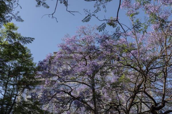 Jjacarandá