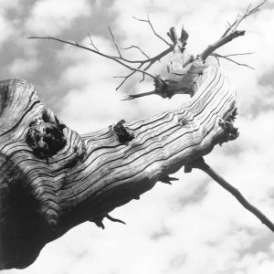Casimiro Martinferre | Prometeo | Fotografía | 50x50cm| 1.200€