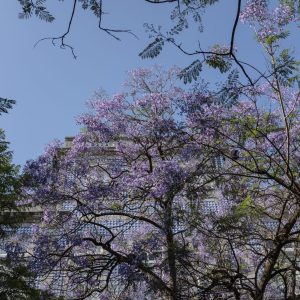 Jjacarandá