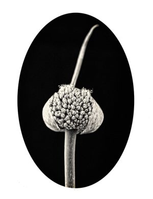 MIMESIS_herbarium-14