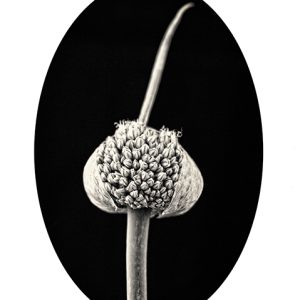 MIMESIS_herbarium-14