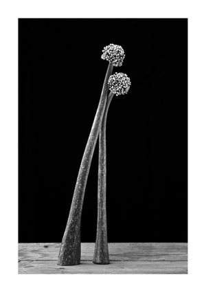 MIMESIS_herbarium-15_