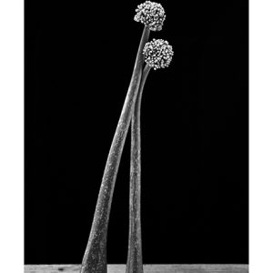 MIMESIS_herbarium-15_
