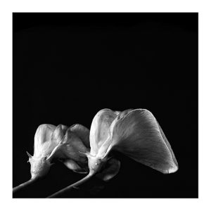 MIMESIS_herbarium-18_46X46cm