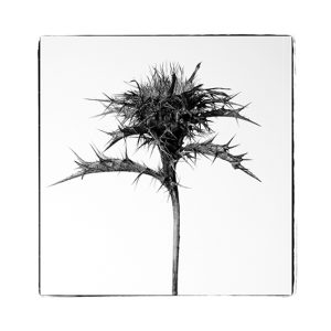 MIMESIS_herbarium-19_36X36cm