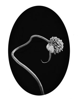 MIMESIS_herbarium-21