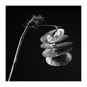 MIMESIS_herbarium-22_46X46cm