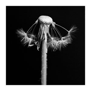 MIMESIS_herbarium-23_46X46cm