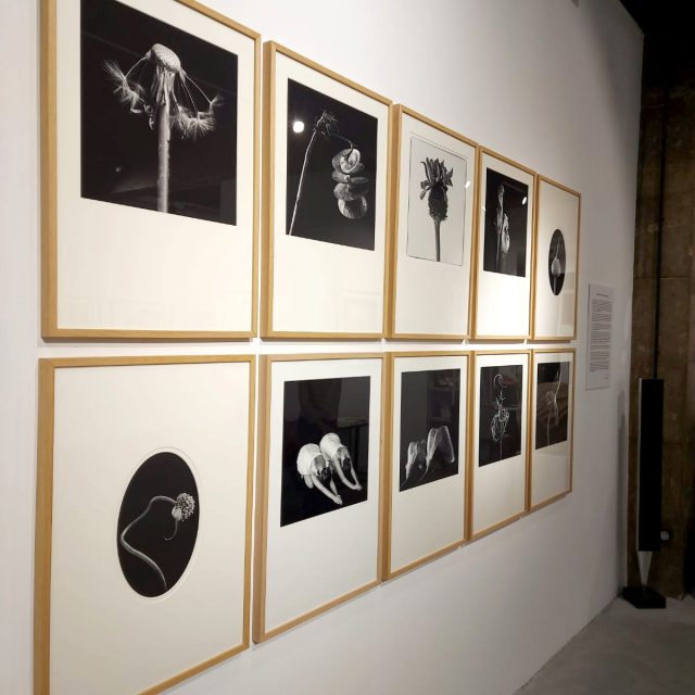 exposicion_Julia-Liebana_Mimesis_armaga-20